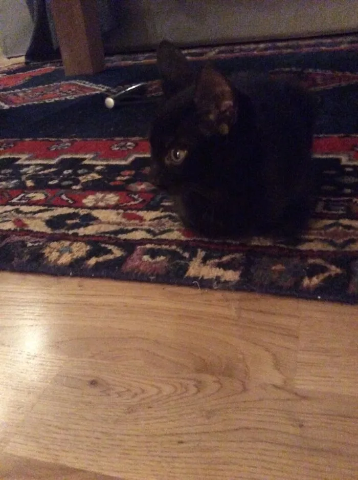 My New Cat It's 8months Old And It's A Boy