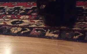 My New Cat It's 8months Old And It's A Boy