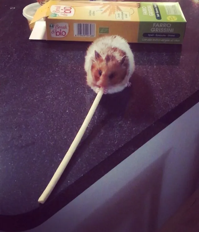 A Cute Mouse Story. I Mean The Hamster Who's Name Is Misses Watson! I Hope It Will Light Up Your Day The Same Way It Does Light Up Mine Every Day!!! ❤️