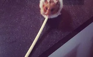A Cute Mouse Story. I Mean The Hamster Who's Name Is Misses Watson! I Hope It Will Light Up Your Day The Same Way It Does Light Up Mine Every Day!!! ❤️