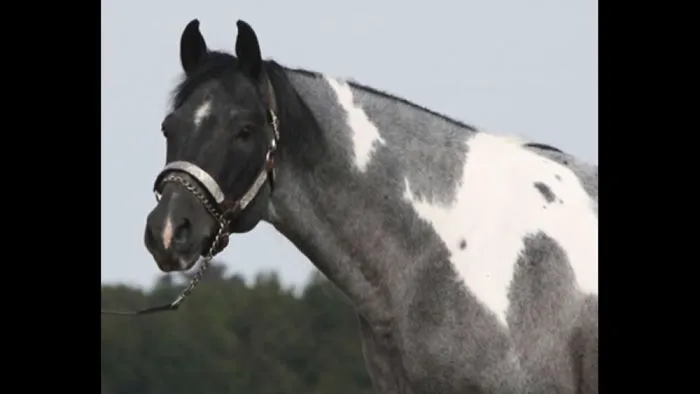 5 Beautiful And Talented Horses!!