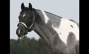 5 Beautiful And Talented Horses!!