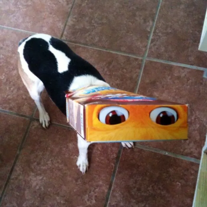My Dog With Cereal Box On Her Head