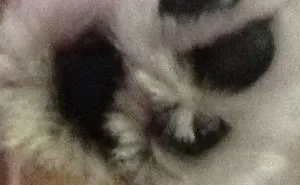 A Puppy With 4 Toes
