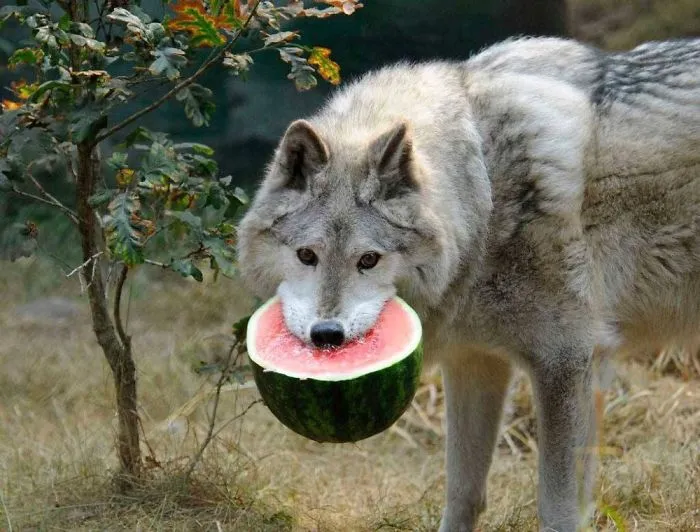Watermelon Wolf