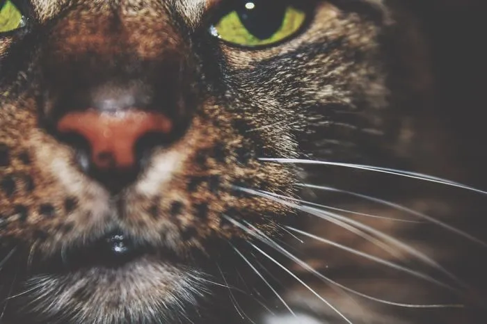 Some Cat Fancy