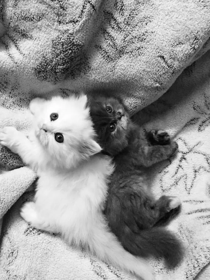 Twins