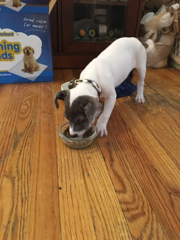 Getting My First Puppy