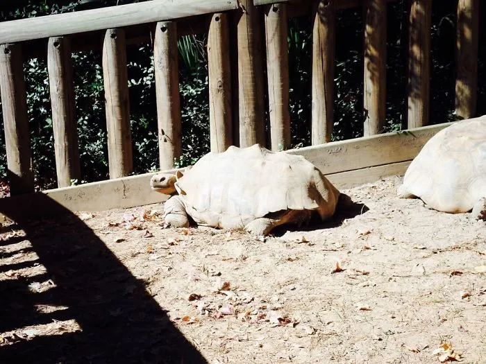 Cute Zoo Animals