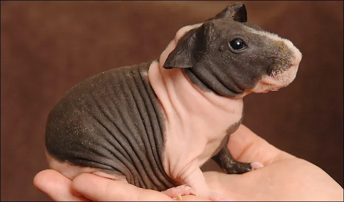 A Post For Hairless Animal Lovers