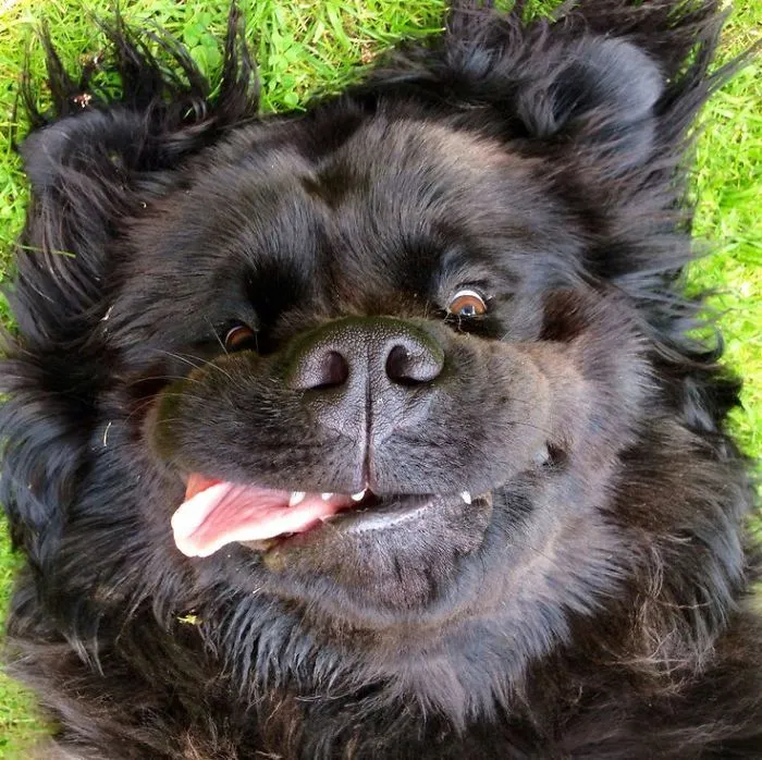 These Dogs Made The Sun Shine Brighter