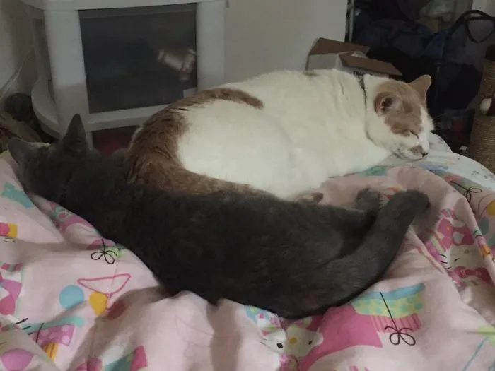 Tristan And Fiona