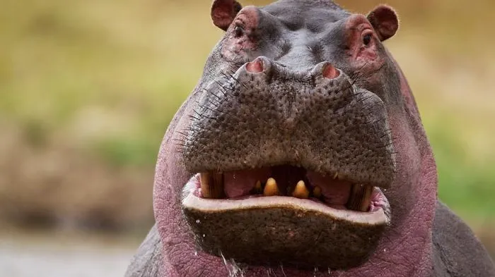 Here Are Some Funny Animal Pictures For Everyone