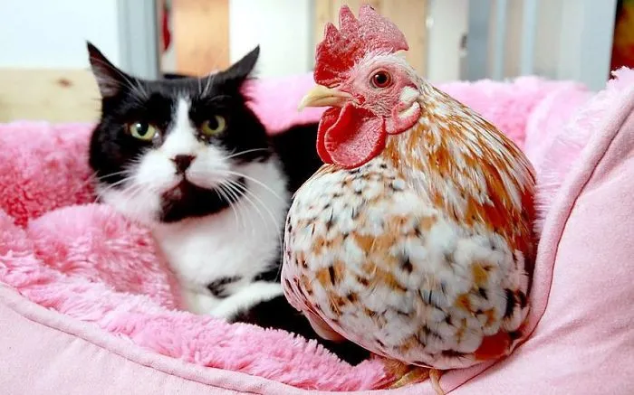 Best Friends: Cat & Chicken