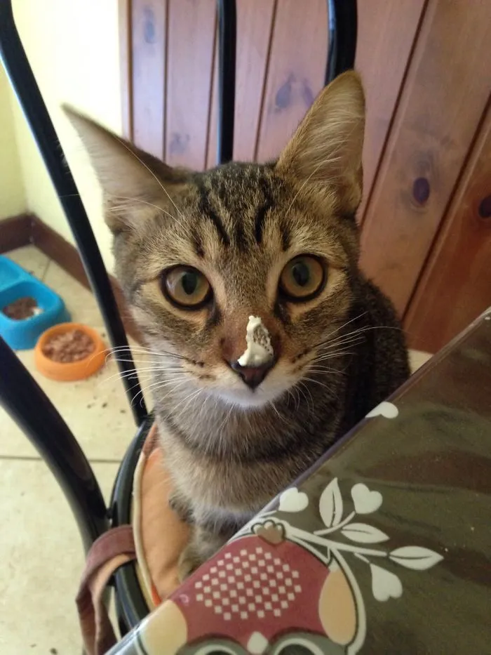 Gatto Goloso!!