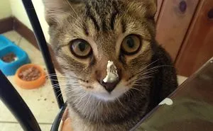 Gatto Goloso!!