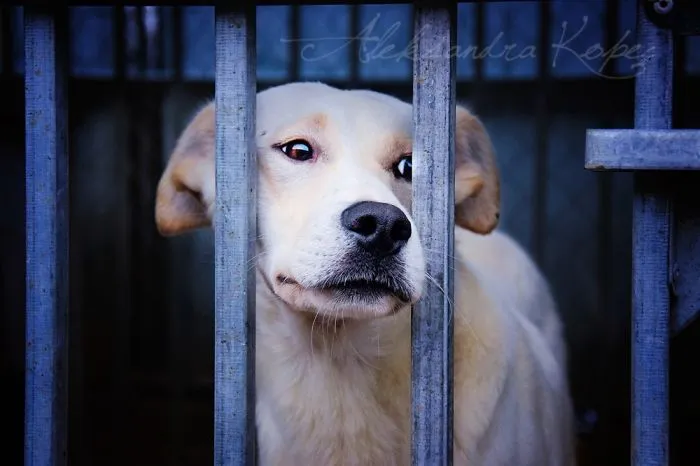Hey, I'd Like Showing You These Pictures Show The Drama Of Dogs In Shelters. Crying, Longing, Pain And Fear Those Emotions Accompany Each Dog From A Shelter Dogs.  I Would Like To Though A Few People After Seeing These Pictures Went To The Nearest Shelter For Dogs, Donated A Blanket, A Bag Of Food Or Hug Dog. Can Help In Different Ways. I Am A Volunteer And How You Want To Help?