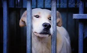 Hey, I'd Like Showing You These Pictures Show The Drama Of Dogs In Shelters. Crying, Longing, Pain And Fear Those Emotions Accompany Each Dog From A Shelter Dogs. I Would Like To Though A Few People After Seeing These Pictures Went To The Nearest Shelter For Dogs, Donated A Blanket, A Bag Of Food Or Hug Dog. Can Help In Different Ways. I Am A Volunteer And How You Want To Help?