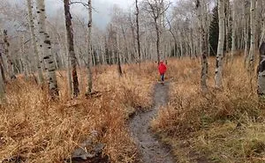 Big Cotten Wood Canyon