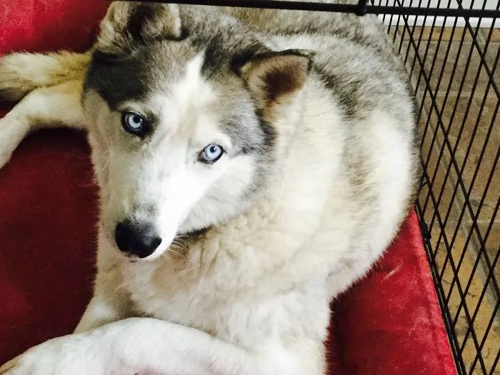 Our Siberian Husky