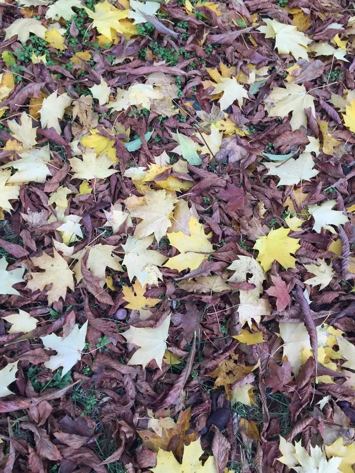 Autumn