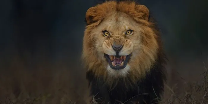 The Lion King