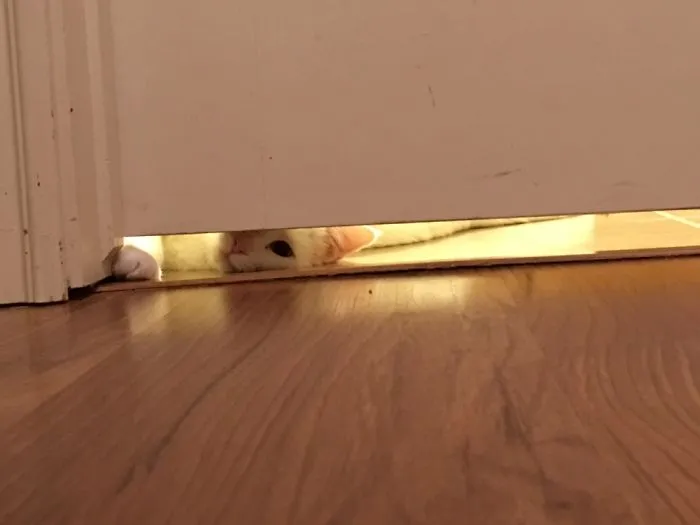 Do You Ever Feel Like You're Being Watched?