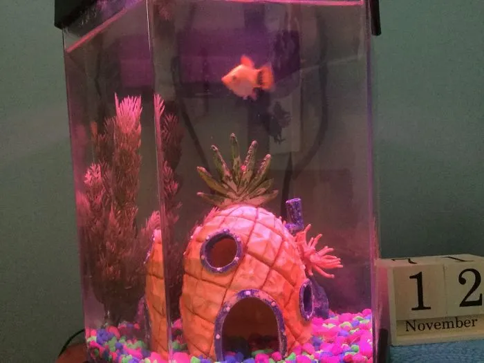I Spent A Long Time Asking, And I Finally Got What I Asked For...my Own Fish!!!