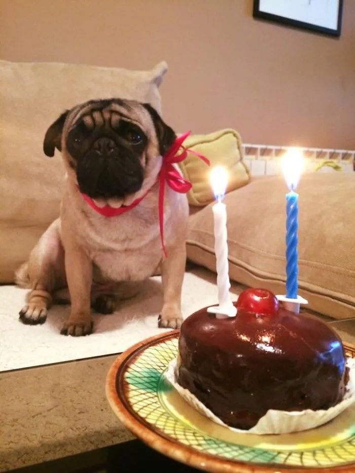 My Dog's Birthday