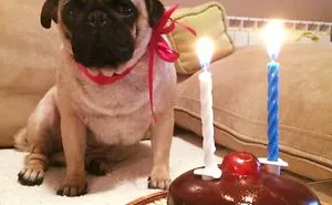 My Dog's Birthday