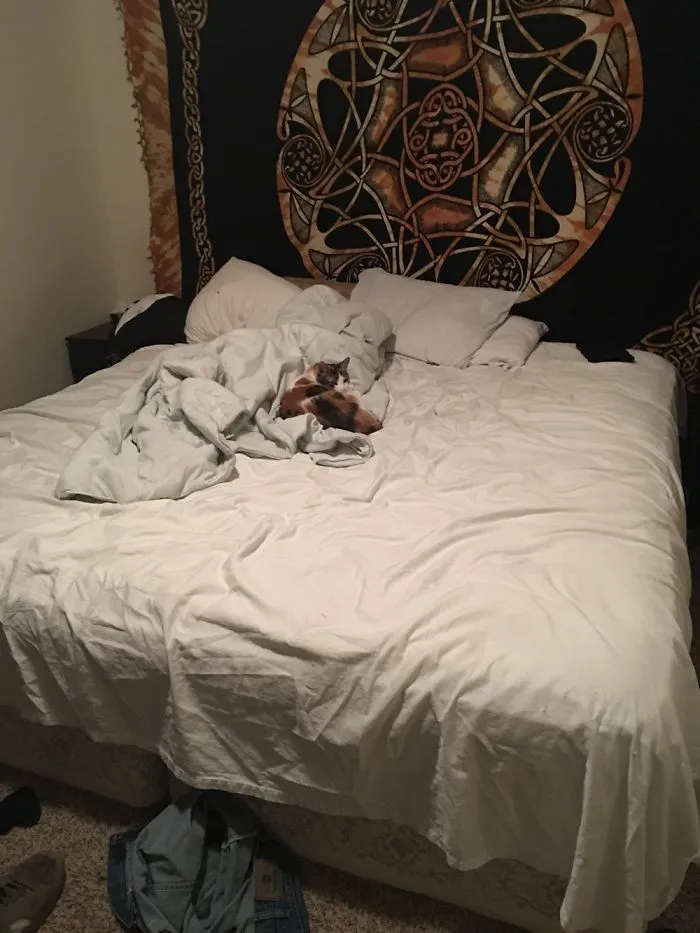 Cat Owns King Size Bed