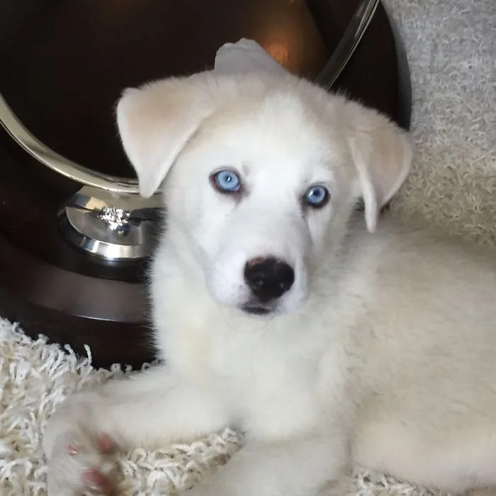 To Cute For Words!