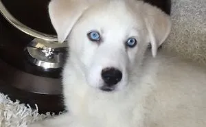 To Cute For Words!
