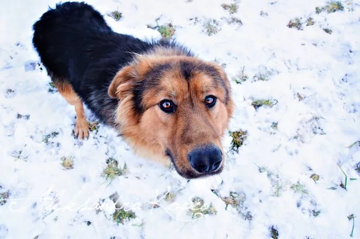 Winter Is One Of The Most Beautiful Seasons Of The Year. Our Pack Spent The First Winter Walk In The Woods. Dogs Emotions Were Indescribable, Joy, Fun And Love... Shelters Dogs They Were Very  Satisfied. In Short, It Was One Of The Best Walks.