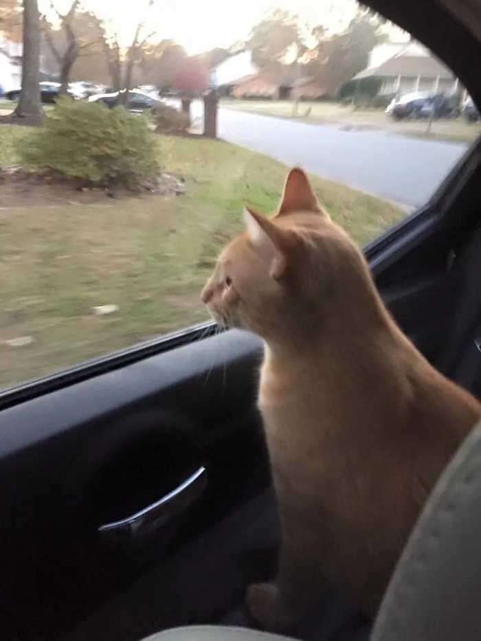 Car Ride Loving Cat