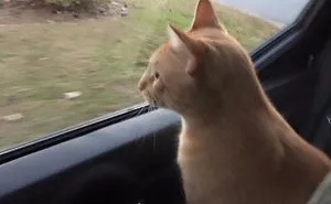 Car Ride Loving Cat