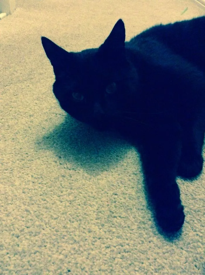 My Cat!!