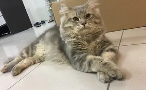 My Lovely Prince 😺