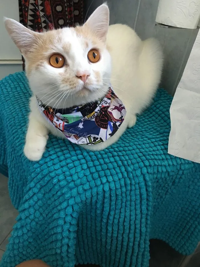 Motorcycle Cat