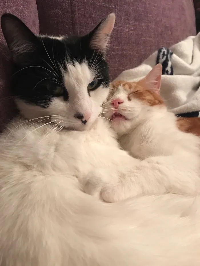 My Cats
