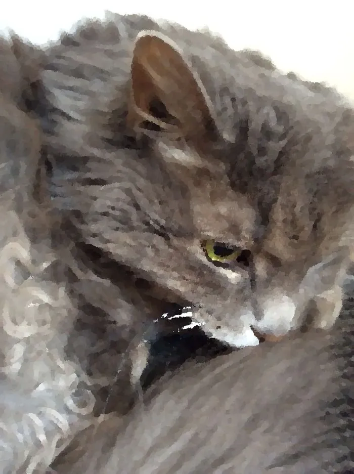 My Cat