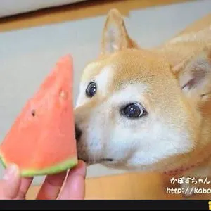 Doge Da Lord
