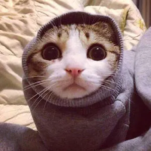Cat Lover