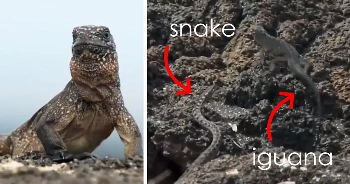 People Are Calling This Scene From Planet Earth 2 The Most Intense TV Moment Ever