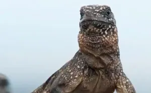 People Are Calling This Scene From Planet Earth 2 The Most Intense TV Moment Ever
