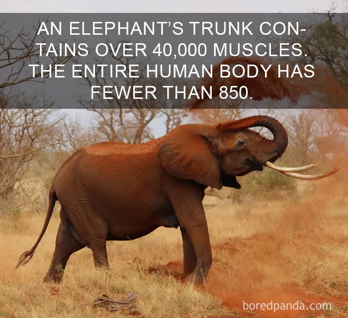 Elephant trunk with over 40,000 muscles, dusting itself in a savannah setting, highlighting an amazing world fact.