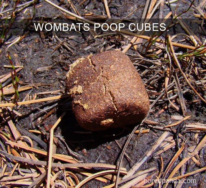 Close-up of a cube-shaped wombat poop on earthy ground, illustrating one of the amazing facts that change the way you see the world.