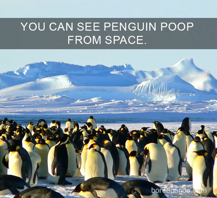 Penguins gathered on icy land with large glacier in background, illustrating amazing facts about the world’s wildlife.