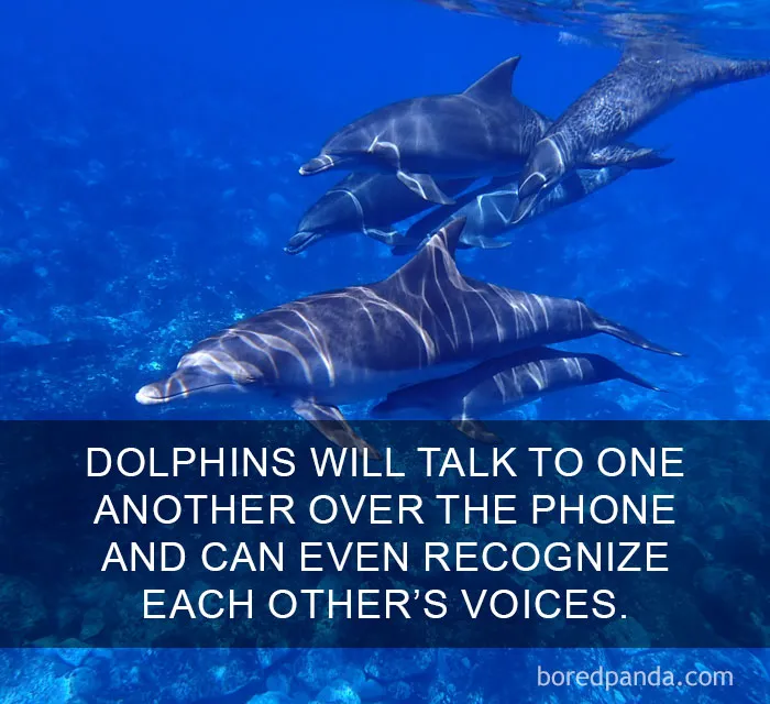 Dolphins swimming, with text about their unique communication abilities, showcasing amazing facts.
