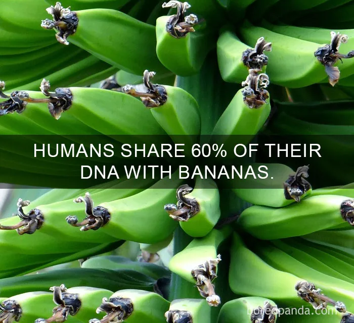 Banana DNA Surprise